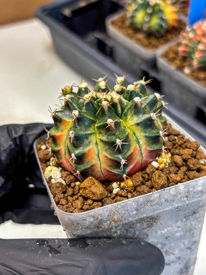 Gymnocalycium Obama (gy5) (yy) | Variegated cactus
