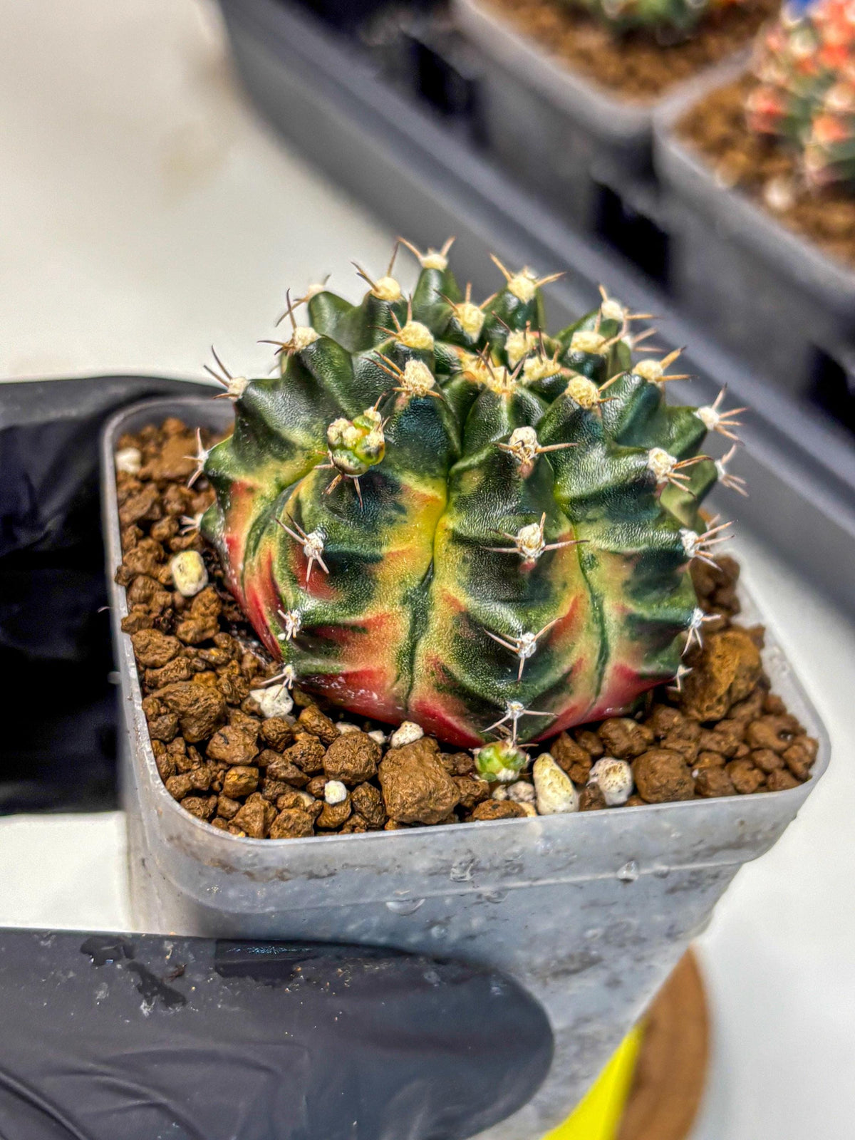 Gymnocalycium Obama (gy5) (yy) | Variegated cactus