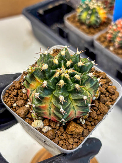 Gymnocalycium Obama (gy5) (yy) | Variegated cactus