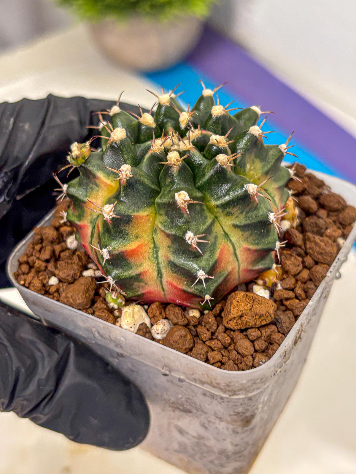 Gymnocalycium Obama (gy5) (yy) | Variegated cactus