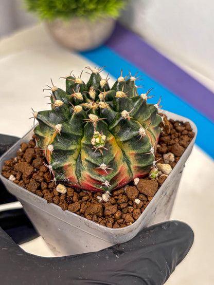 Gymnocalycium Obama (gy5) (yy) | Variegated cactus