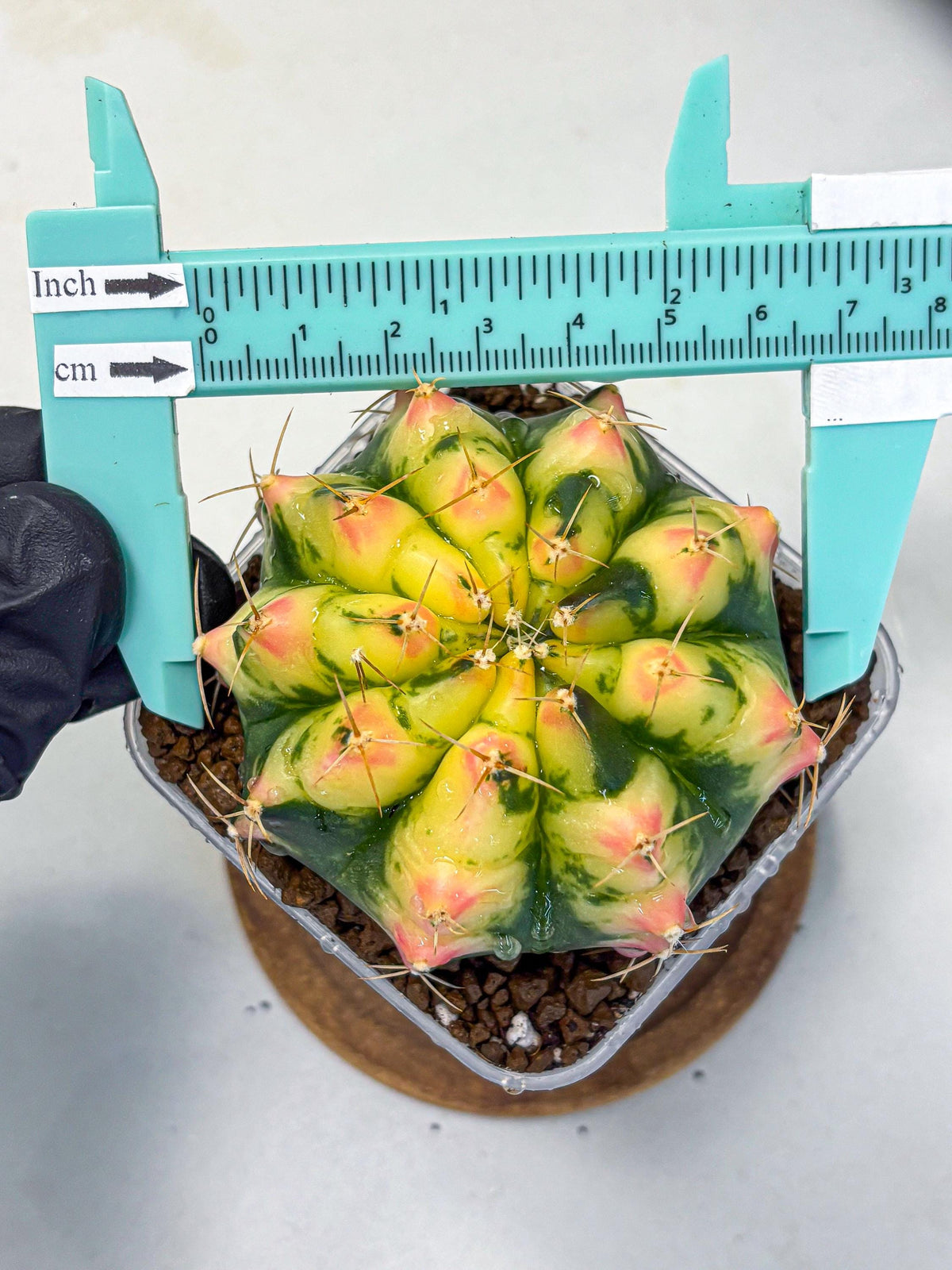 Gymnocalycium Pink Pearl (gy6) (g1) | Special Hybrid cactus