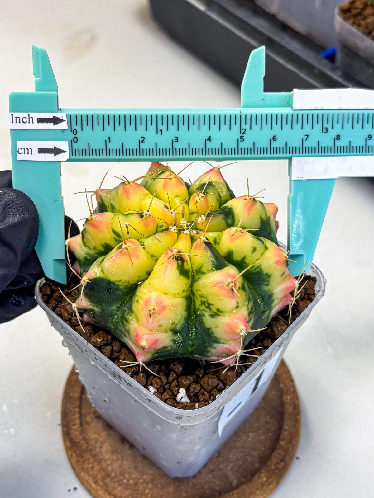 Gymnocalycium Pink Pearl (gy6) (g1) | Special Hybrid cactus