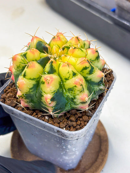 Gymnocalycium Pink Pearl (gy6) (g1) | Special Hybrid cactus