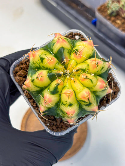 Gymnocalycium Pink Pearl (gy6) (g1) | Special Hybrid cactus
