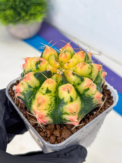 Gymnocalycium Pink Pearl (gy6) (g1) | Special Hybrid cactus