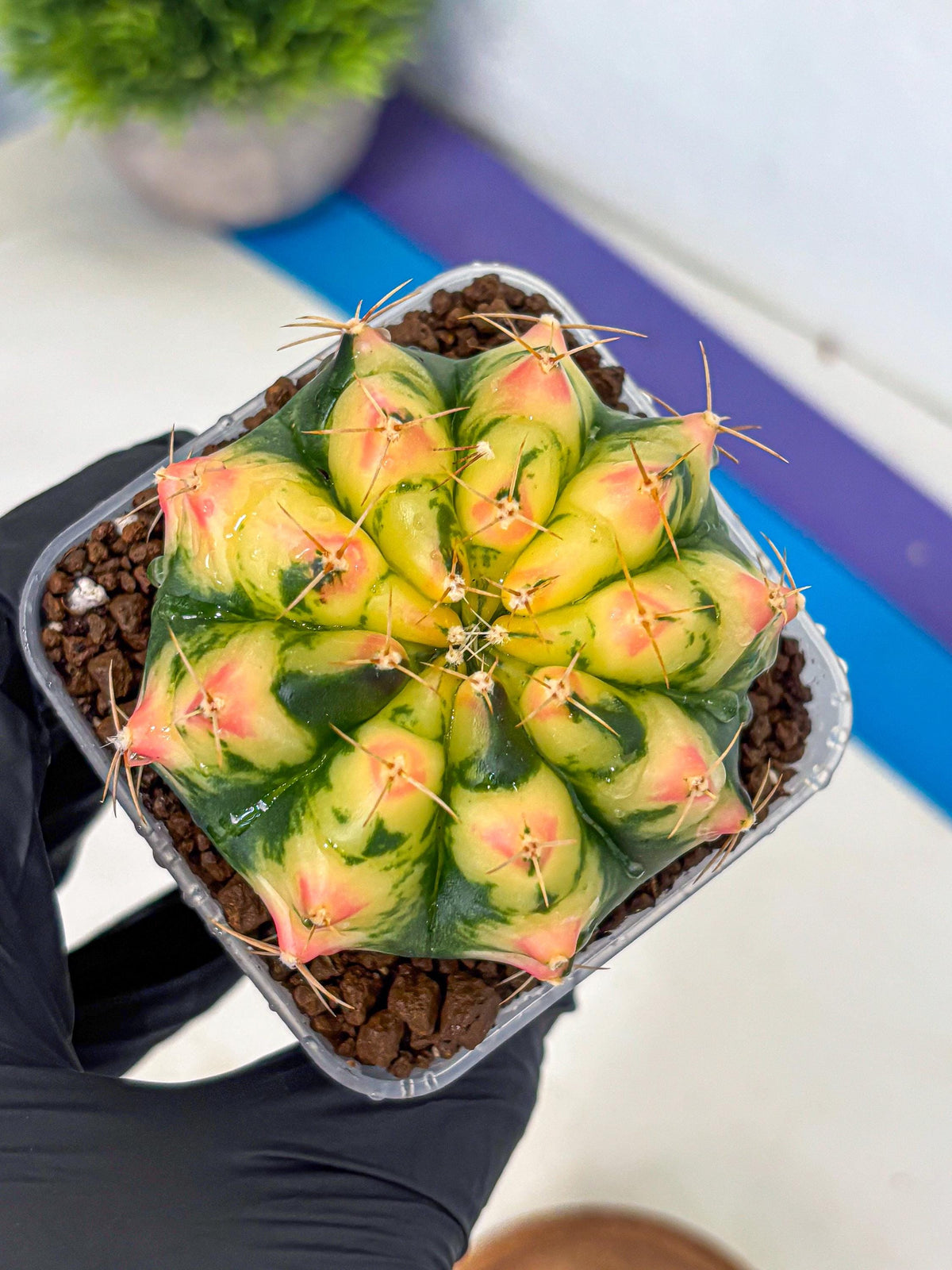 Gymnocalycium Pink Pearl (gy6) (g1) | Special Hybrid cactus