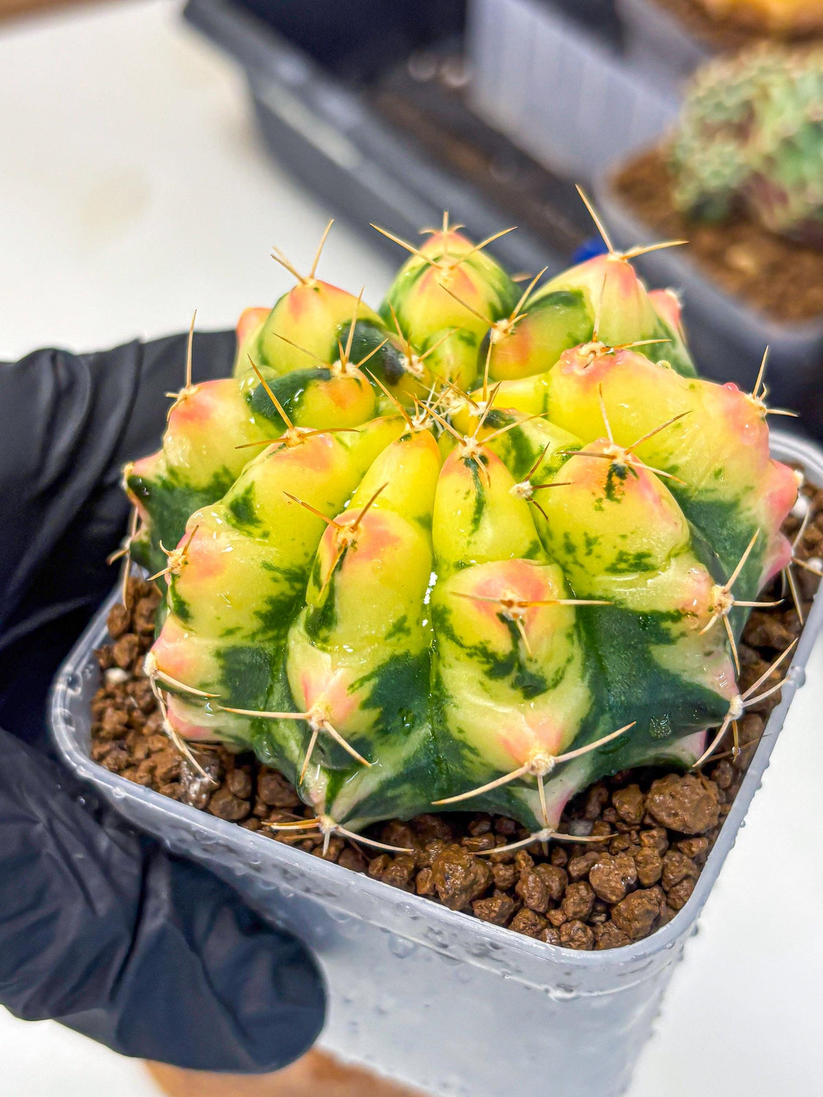 Gymnocalycium Pink Pearl (gy6) (g1) | Special Hybrid cactus