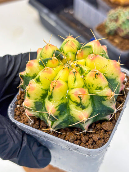 Gymnocalycium Pink Pearl (gy6) (g1) | Special Hybrid cactus