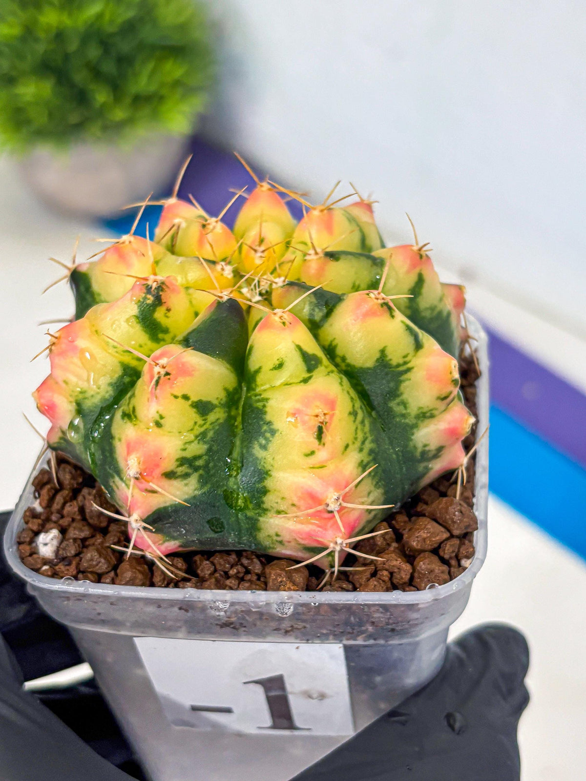 Gymnocalycium Pink Pearl (gy6) (g1) | Special Hybrid cactus