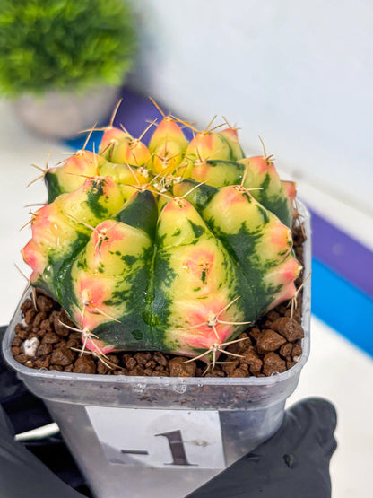 Gymnocalycium Pink Pearl (gy6) (g1) | Special Hybrid cactus