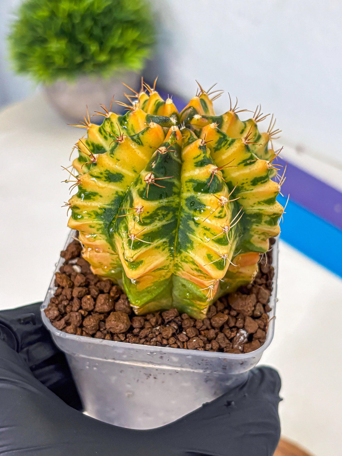 Gymnocalycium Starlight (gy6) (g3) | Rare Hybrid cactus