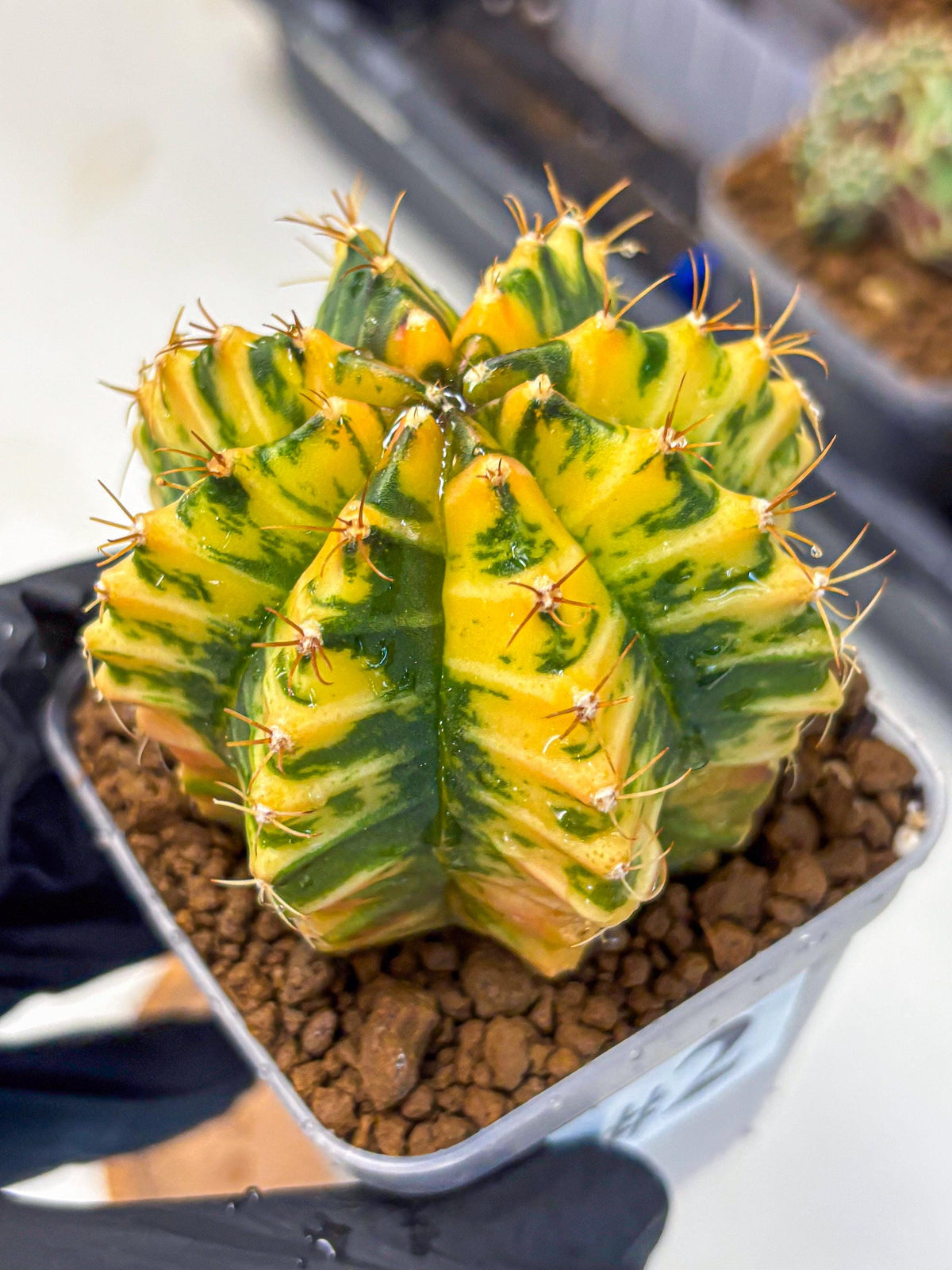 Gymnocalycium Starlight (gy6) (g3) | Rare Hybrid cactus
