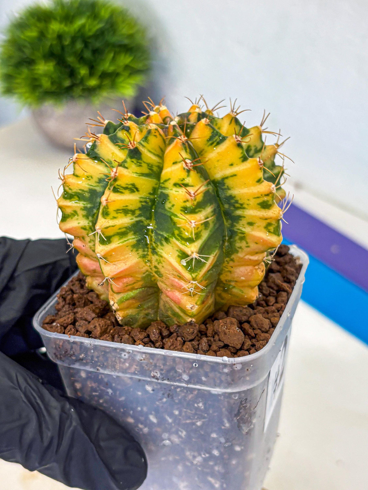Gymnocalycium Starlight (gy6) (g3) | Rare Hybrid cactus