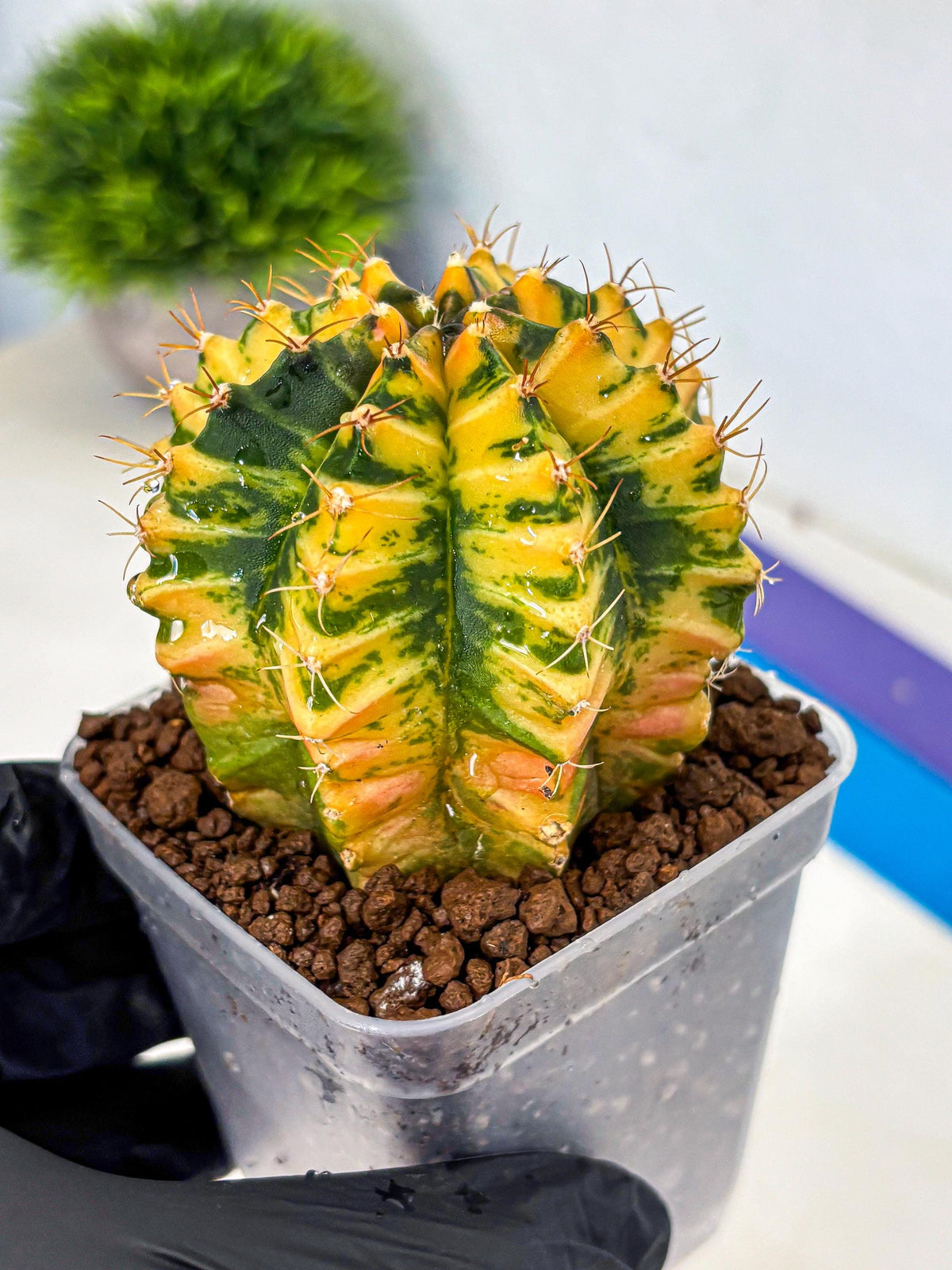 Gymnocalycium Starlight (gy6) (g3) | Rare Hybrid cactus