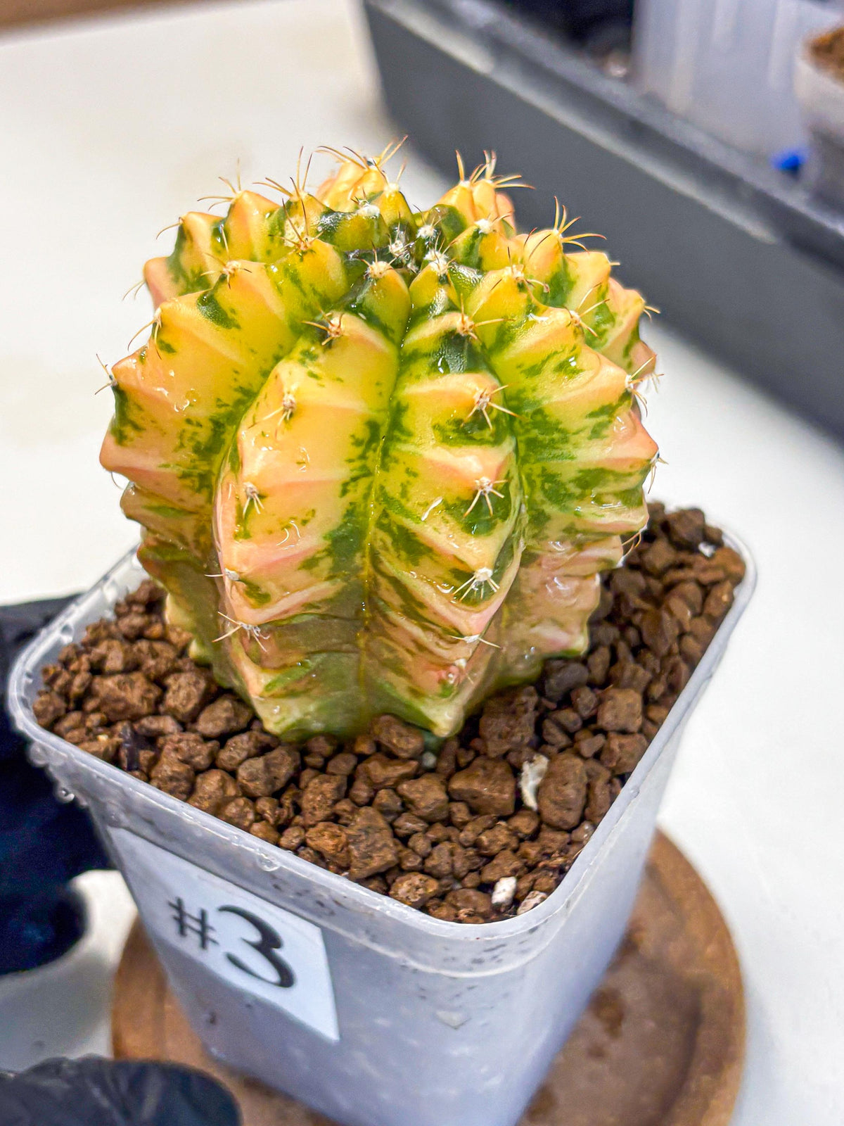 Gymnocalycium Starlight (gy6) (g4) | Rare Hybrid cactus