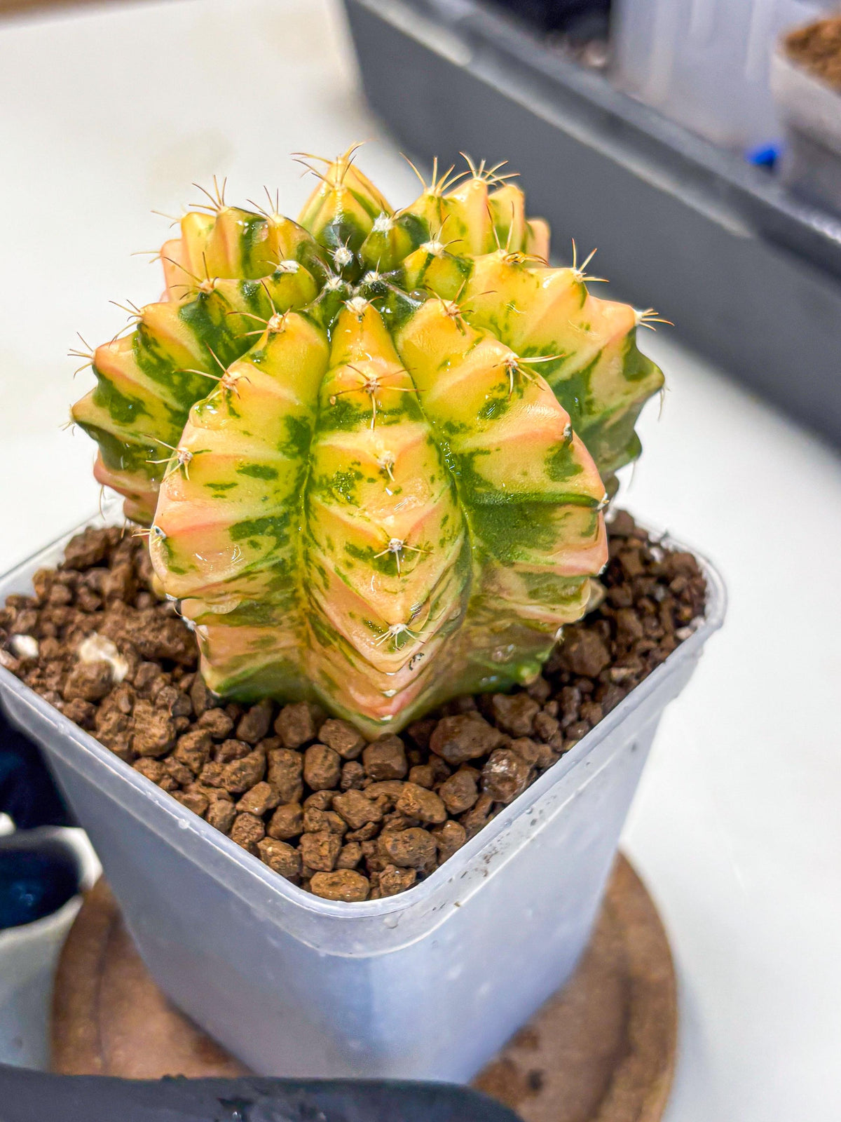 Gymnocalycium Starlight (gy6) (g4) | Rare Hybrid cactus