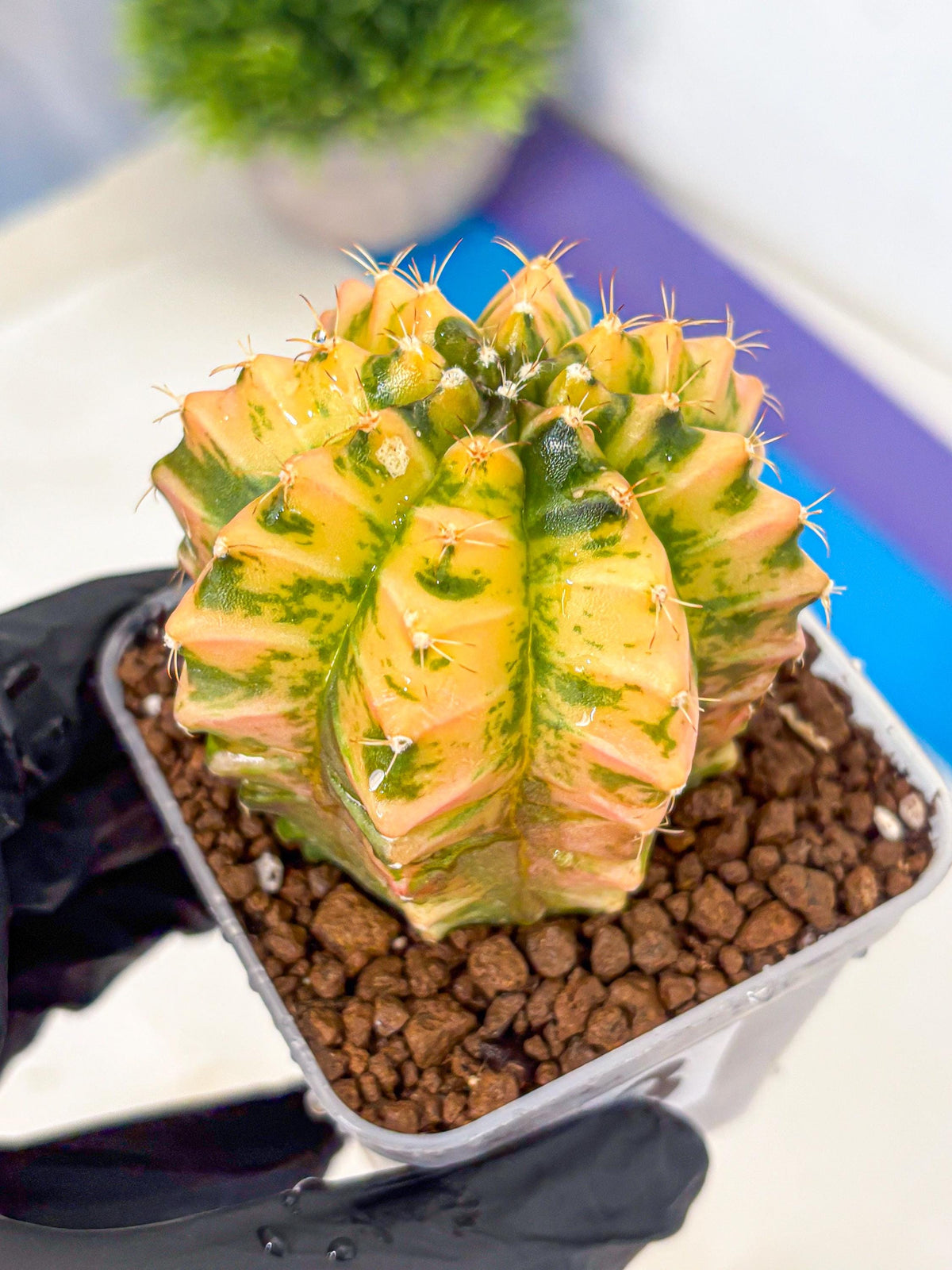 Gymnocalycium Starlight (gy6) (g4) | Rare Hybrid cactus