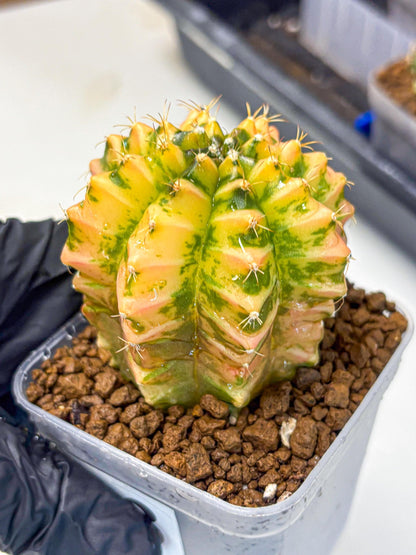 Gymnocalycium Starlight (gy6) (g4) | Rare Hybrid cactus