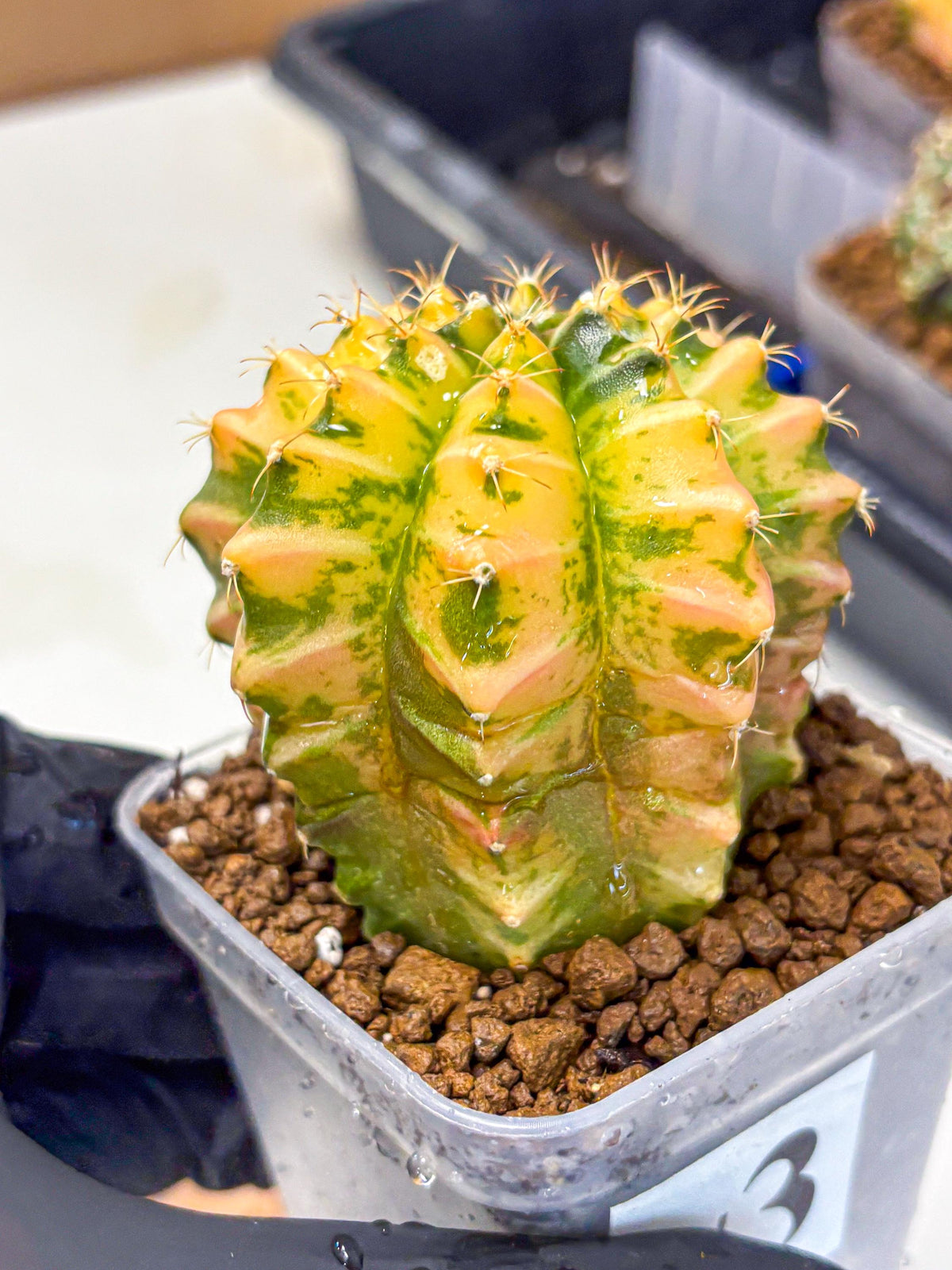 Gymnocalycium Starlight (gy6) (g4) | Rare Hybrid cactus