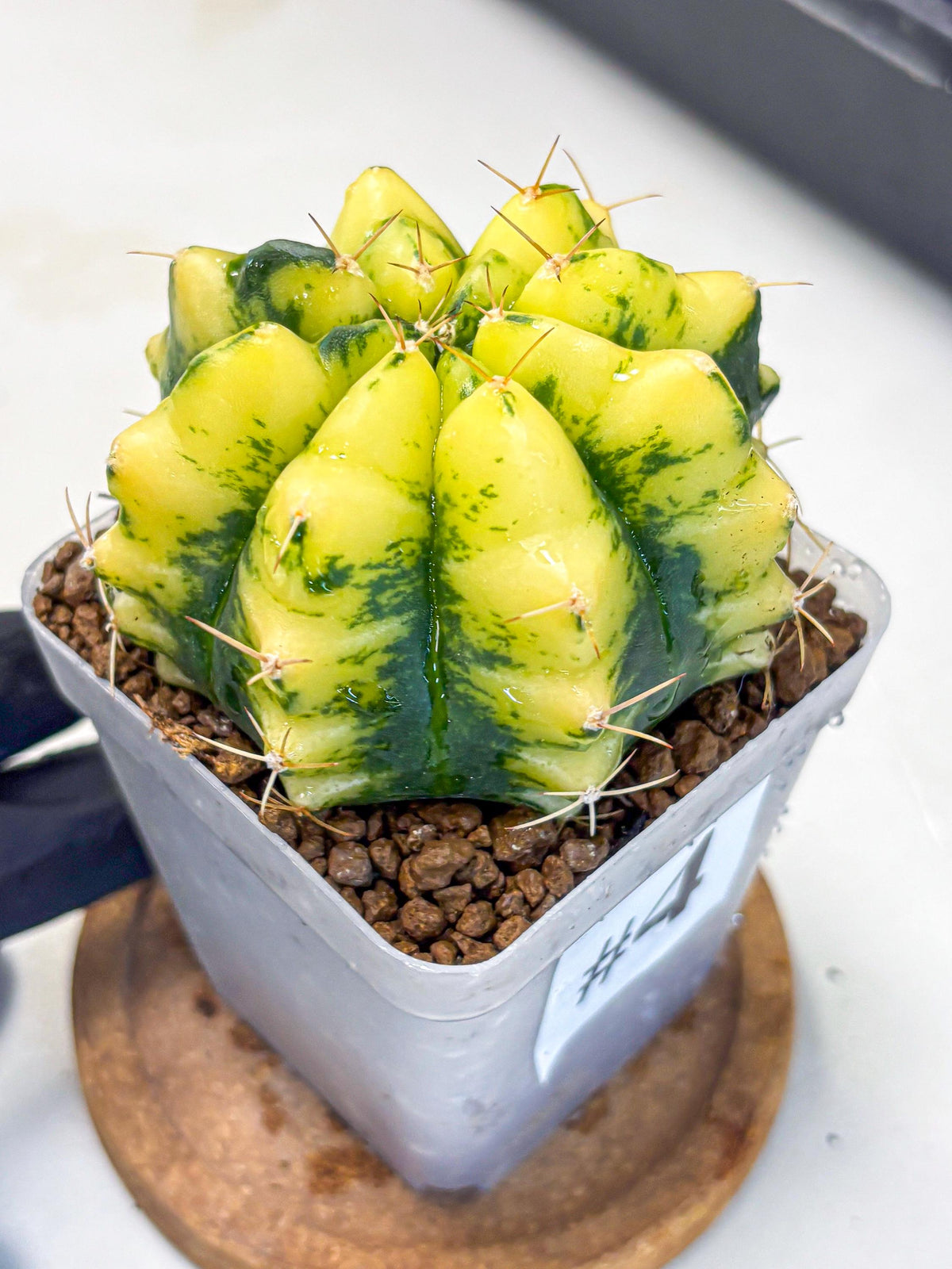 Gymnocalycium Moon Lover (gy6) (g5) | Special Hybrid cactus