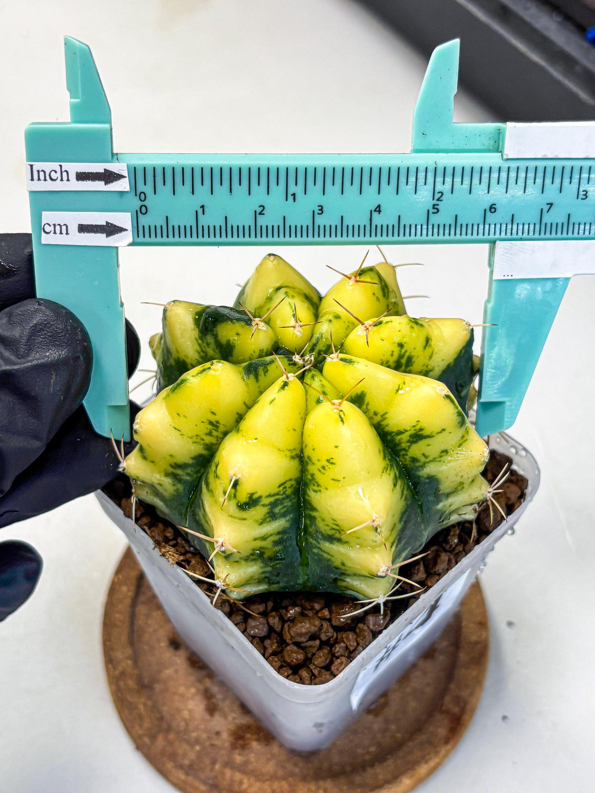 Gymnocalycium Moon Lover (gy6) (g5) | Special Hybrid cactus