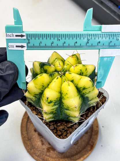 Gymnocalycium Moon Lover (gy6) (g5) | Special Hybrid cactus