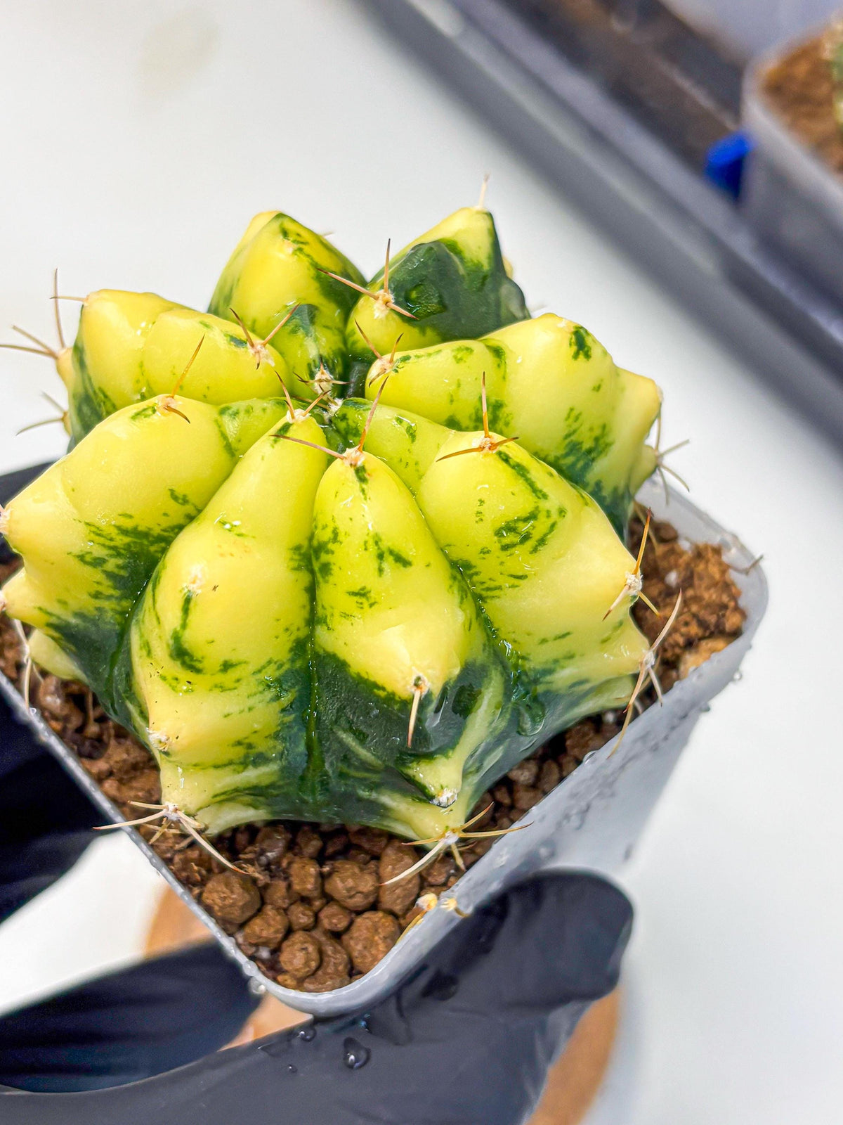 Gymnocalycium Moon Lover (gy6) (g5) | Special Hybrid cactus