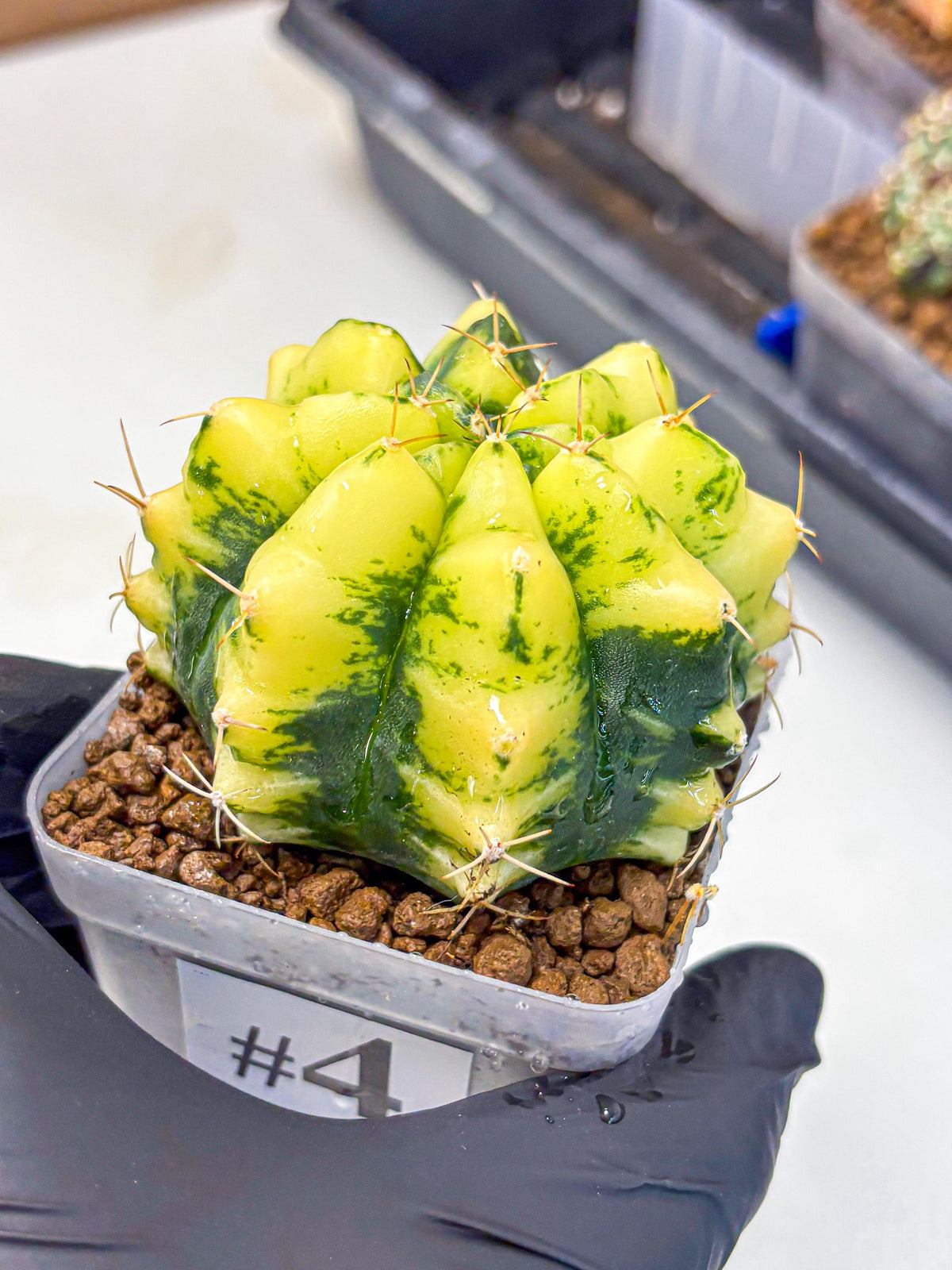 Gymnocalycium Moon Lover (gy6) (g5) | Special Hybrid cactus