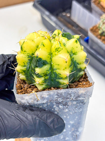 Gymnocalycium Moon Lover (gy6) (g5) | Special Hybrid cactus