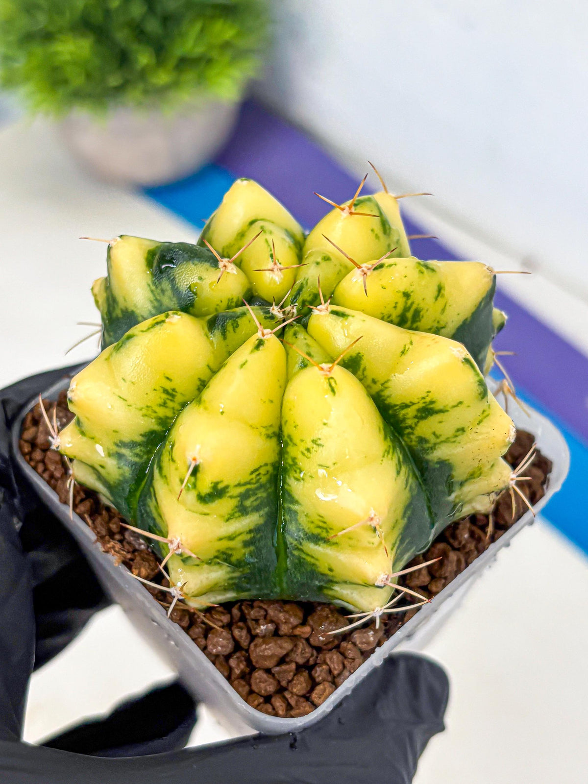Gymnocalycium Moon Lover (gy6) (g5) | Special Hybrid cactus