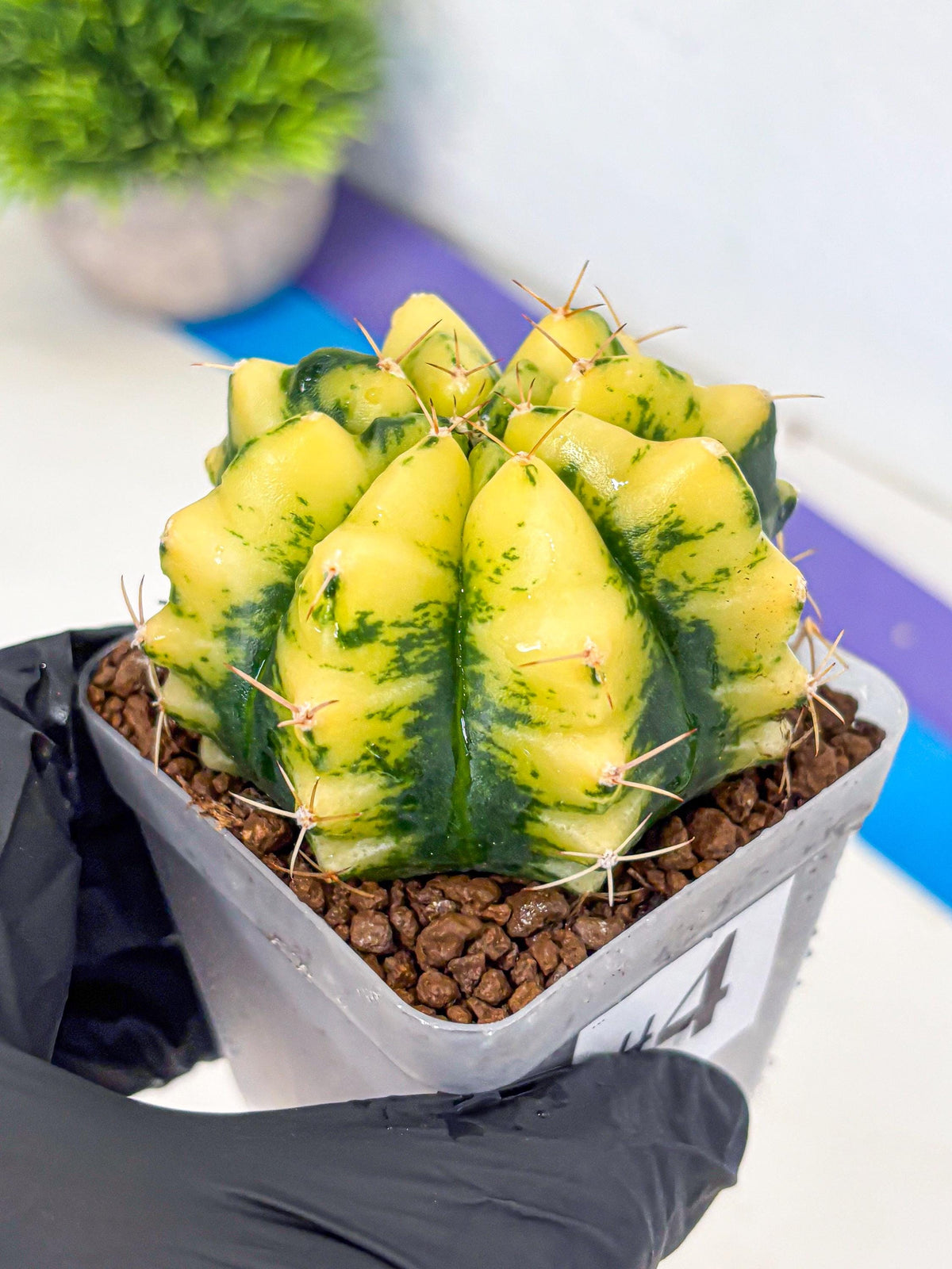 Gymnocalycium Moon Lover (gy6) (g5) | Special Hybrid cactus