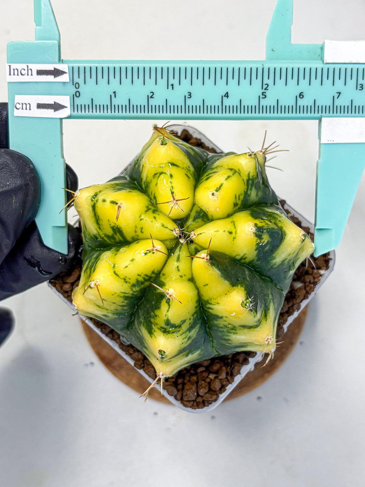 Gymnocalycium Moon Lover (gy6) (g6) | Special Hybrid cactus
