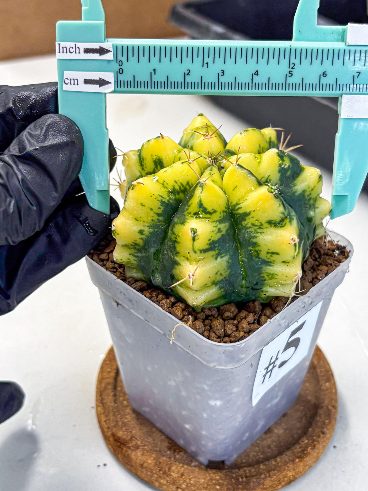 Gymnocalycium Moon Lover (gy6) (g6) | Special Hybrid cactus