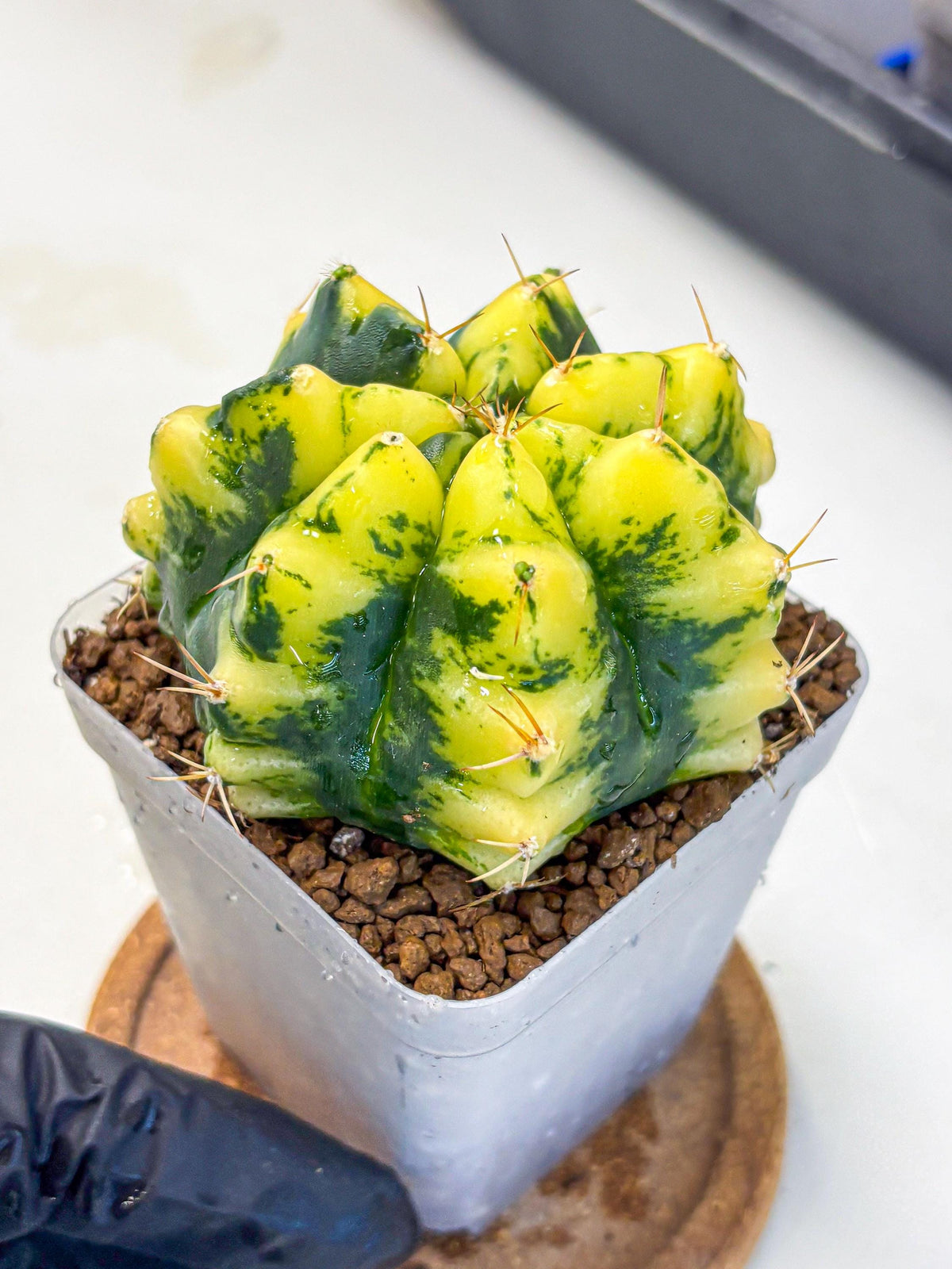 Gymnocalycium Moon Lover (gy6) (g6) | Special Hybrid cactus