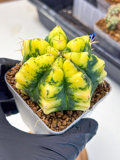 Gymnocalycium Moon Lover (gy6) (g6) | Special Hybrid cactus