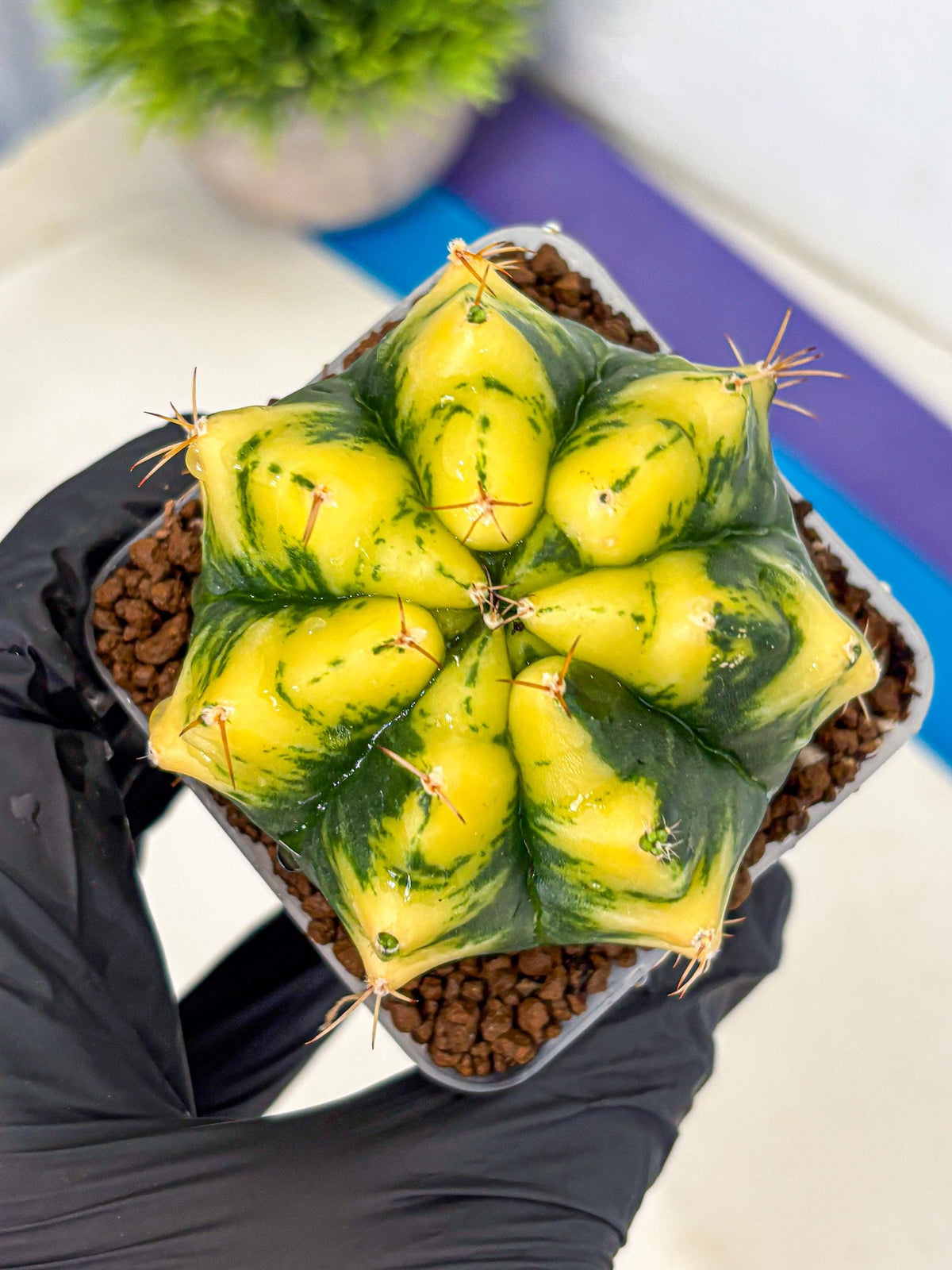 Gymnocalycium Moon Lover (gy6) (g6) | Special Hybrid cactus