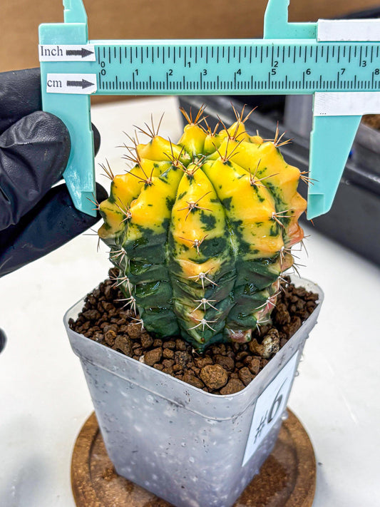Gymnocalycium Carnelian (gy6) (y1) | Rare Hybrid cactus