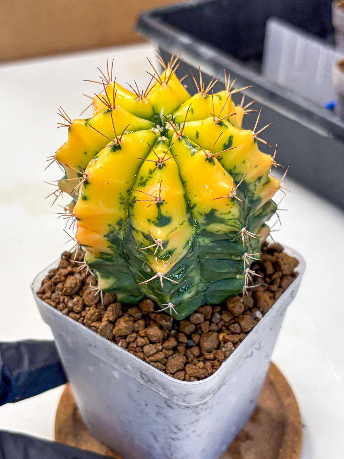 Gymnocalycium Carnelian (gy6) (y1) | Rare Hybrid cactus