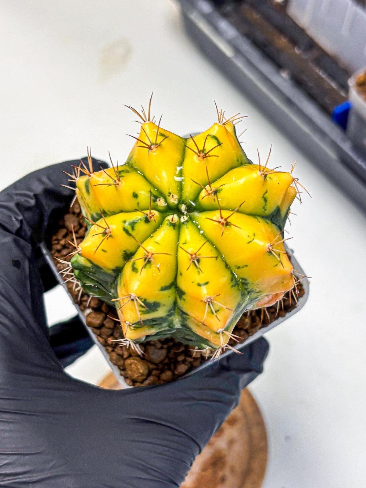 Gymnocalycium Carnelian (gy6) (y1) | Rare Hybrid cactus