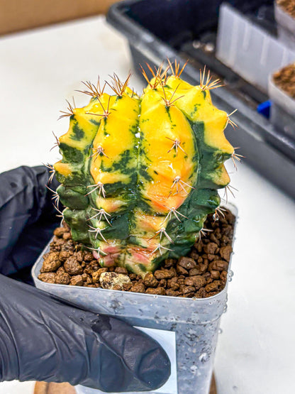 Gymnocalycium Carnelian (gy6) (y1) | Rare Hybrid cactus