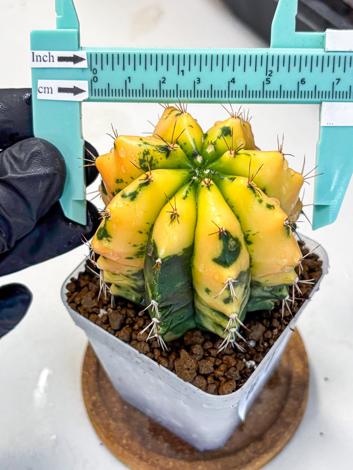 Gymnocalycium Carnelian (gy6) (g7) | Rare Hybrid cactus