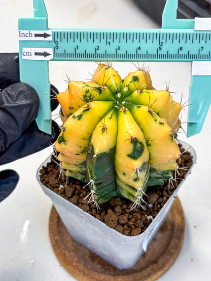 Gymnocalycium Carnelian (gy6) (g7) | Rare Hybrid cactus
