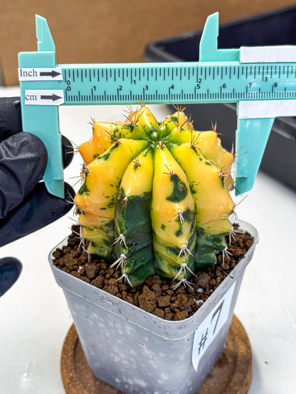 Gymnocalycium Carnelian (gy6) (g7) | Rare Hybrid cactus