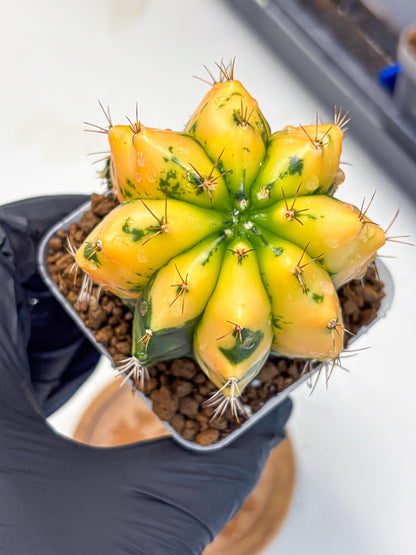 Gymnocalycium Carnelian (gy6) (g7) | Rare Hybrid cactus