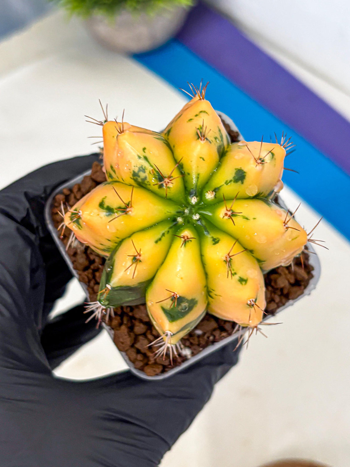 Gymnocalycium Carnelian (gy6) (g7) | Rare Hybrid cactus