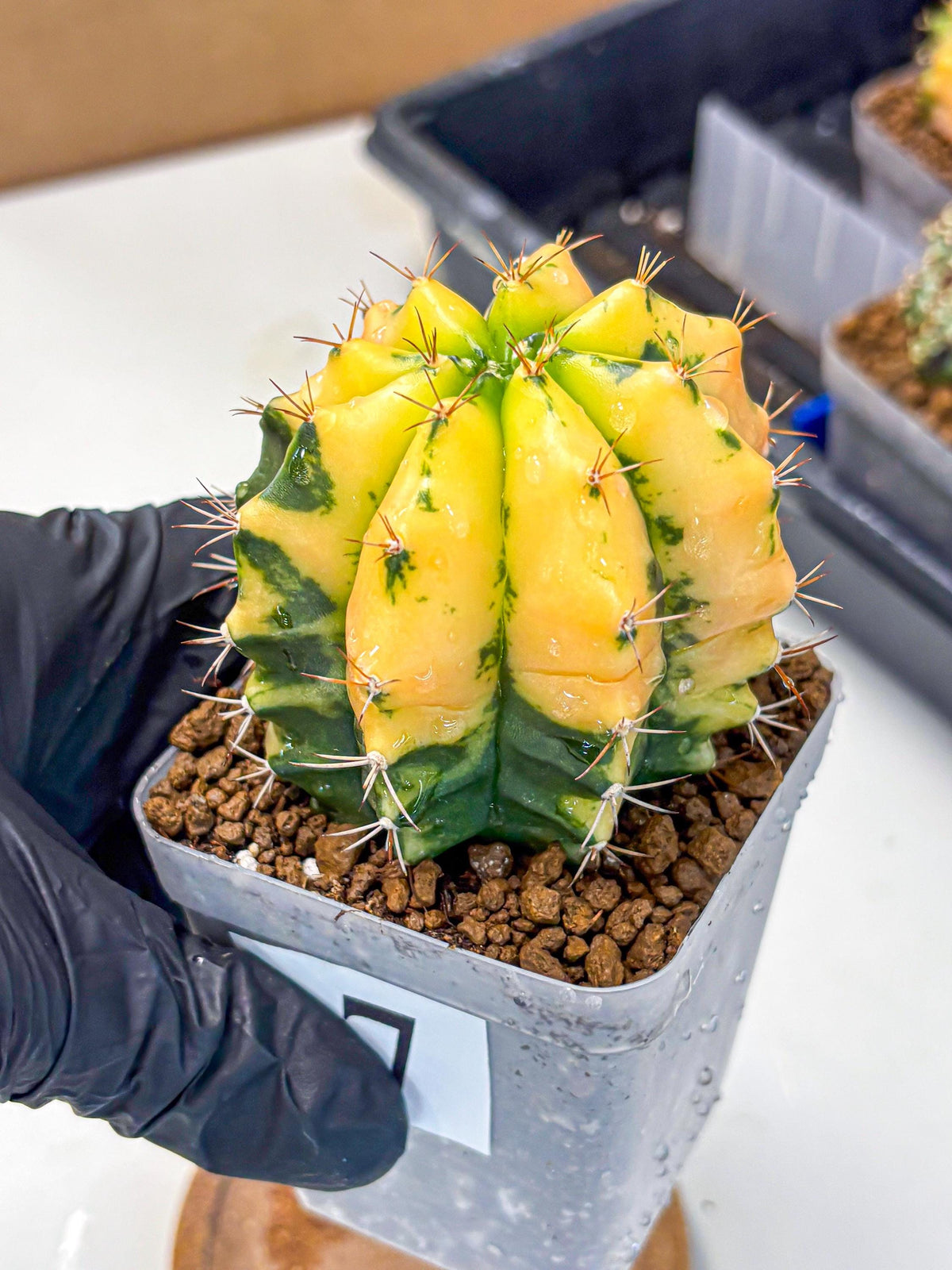 Gymnocalycium Carnelian (gy6) (g7) | Rare Hybrid cactus