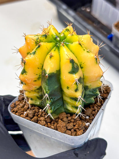 Gymnocalycium Carnelian (gy6) (g7) | Rare Hybrid cactus