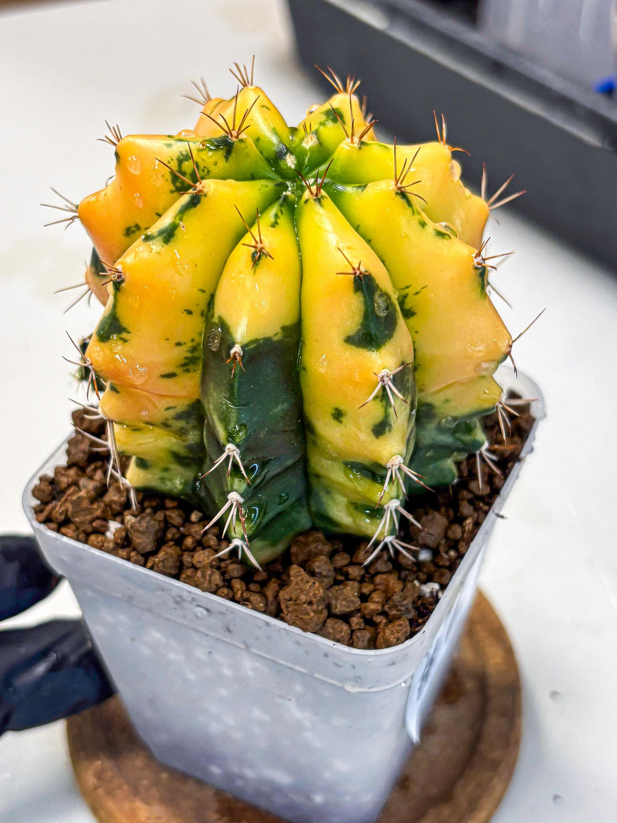 Gymnocalycium Carnelian (gy6) (g7) | Rare Hybrid cactus