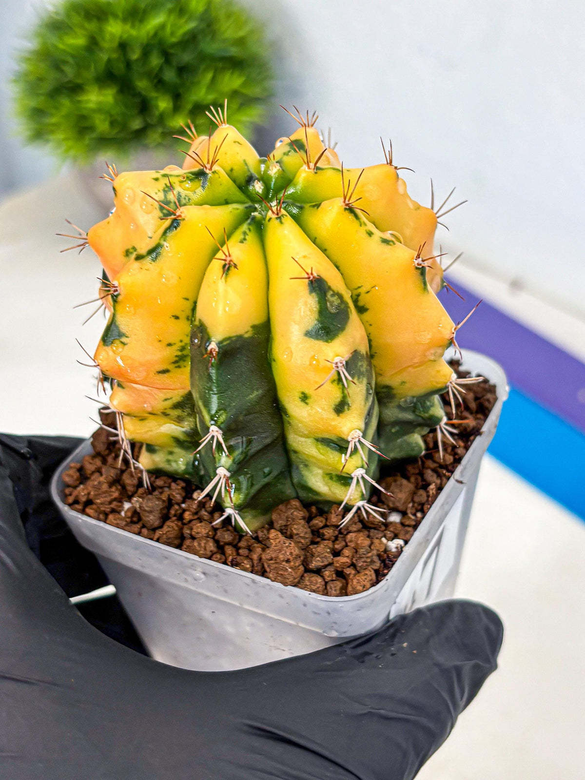 Gymnocalycium Carnelian (gy6) (g7) | Rare Hybrid cactus